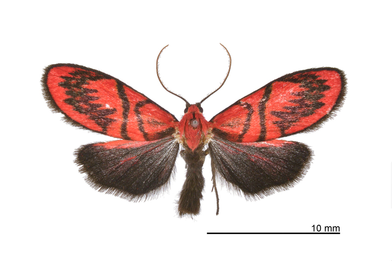 Sesapa taiflamma Male